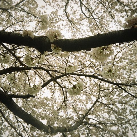 お花植物の写真set＊