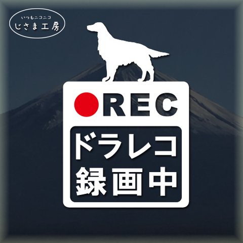 アイリッシュセッターの白色シルエットステッカー危険運転防止ドラレコ録画中。