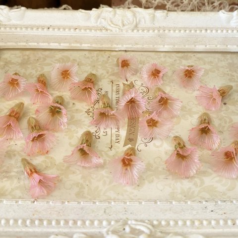 レア花材❣️スカビオーサの実ピンクパーツ販売❣️ハンドメイド花材プリザーブドフラワー