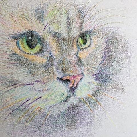 ねこ【原画 色鉛筆画】