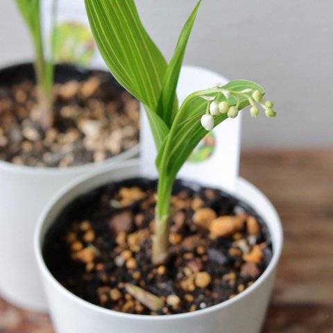 可憐なお花❤︎斑入りドイツスズラン