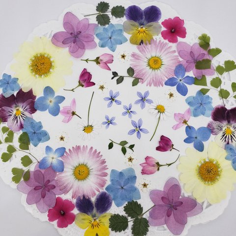❁21❁紫陽花❁マーガレット❁14種押し花素材セット