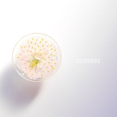 スマホスタンド【スマホグリップ】押し花　桜　サクラ