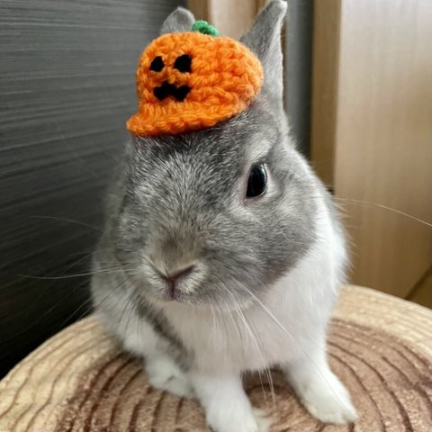 うさぎ用🐰小さいかぼちゃ帽子🎃