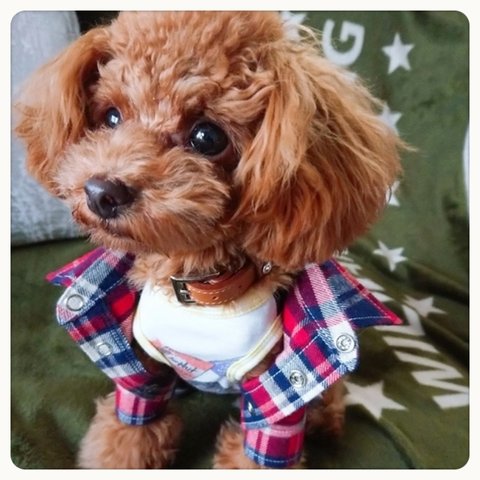 ★tammy's craft 写真館～ネルシャツ レッド編その2～ 犬服