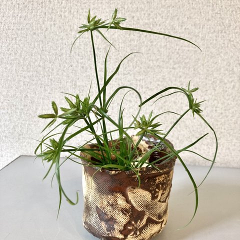 ヤモリの植木鉢　2