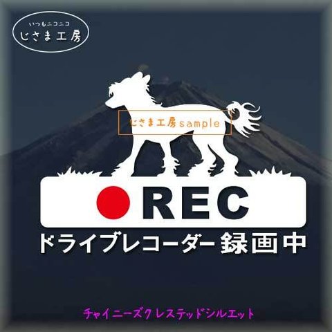 チャイニーズクレステッドドッグの白色シルエットステッカー煽り運転ドライブレコーダー録画中‼