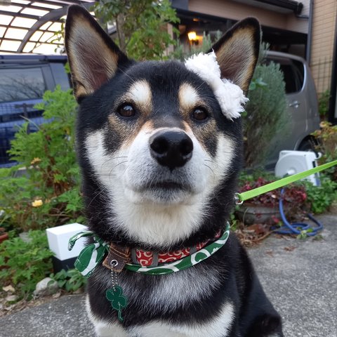 犬の髪留め　パッチン止め　もふもふリボン　飼い主さんお揃いマスクあり