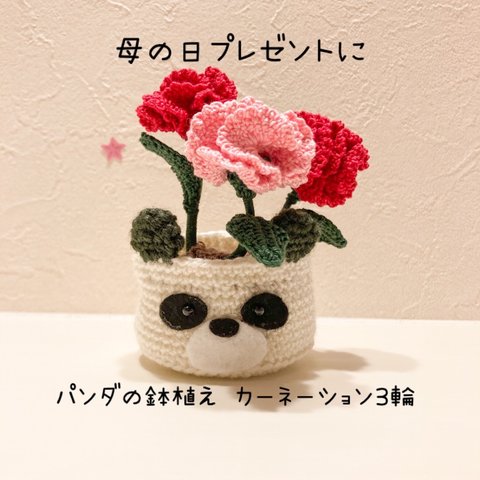 カーネーション　パンダの鉢植え付き