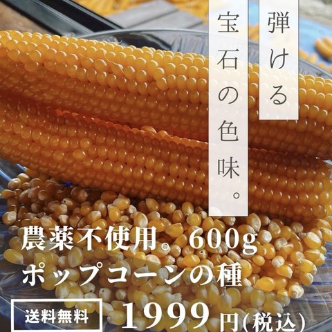 長野県産　ポップコーンの種 600g とうもろこし　イエローポップ　おやつ　子供　爆裂種　安心　安全　国産　バラし売り