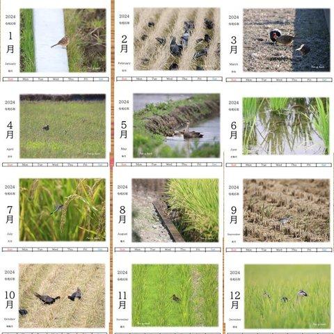 2024年　写真付きカレンダー「田んぼと生き物」（1月はじまり）