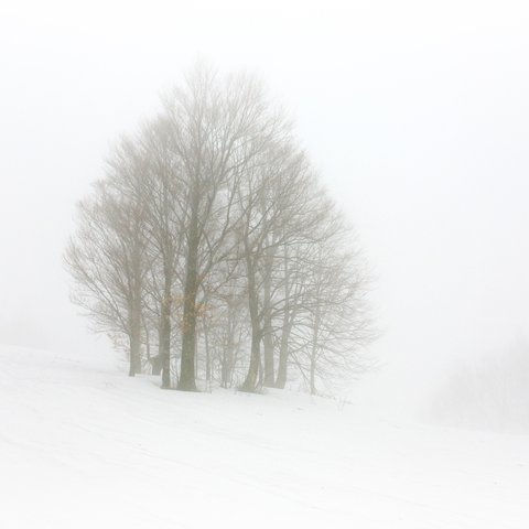 冬・霧の高原-3