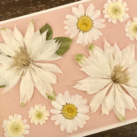 【押し花素材】クレマチス2輪＋白花