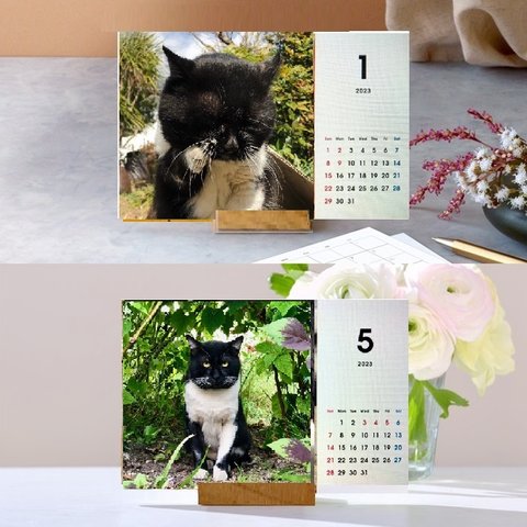 早期予約特典付き12月5日まで 「タキちゃんカレンダー」　2024年卓上カレンダー 木製スタンド付き  大人気のボス猫　ドラ猫　猫カレンダー　