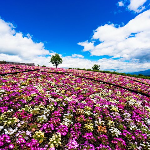 「リビングストン・デイジーの花畑』 （フォトフレーム付）