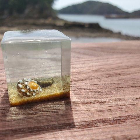 小さな西の海　キューブ　巻き貝1