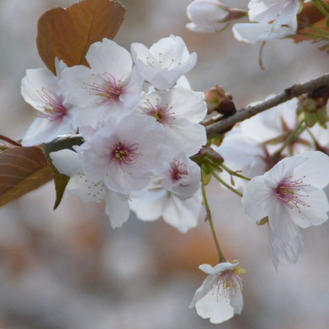 cherry blossom photographey