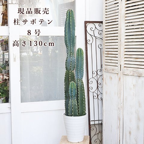 送料無料🌵現品販売 観葉植物 柱サボテン 3本立ち 鬼面角 8号 H130cm〜 丈夫 育てやすい トゲがない 乾燥に強い