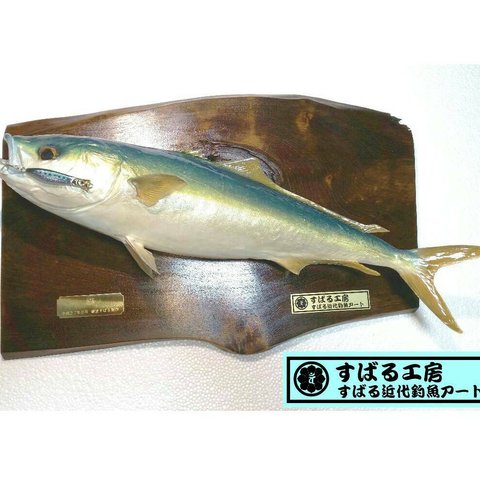 ワラサ(鰤)剥製～はくせい～出世魚1点物