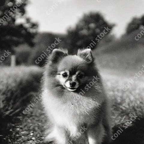 目がくりっとした笑顔の犬、レトロ、モノクロ、アート、古びた写真　conistock_78220