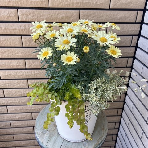 ⚠︎𝑆𝑂𝐿𝐷 𝑂𝑈𝑇⚠︎︎マーガレットの明るい寄せ植え♪