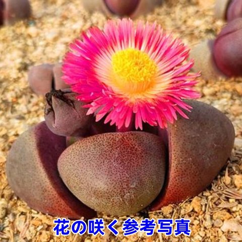 紫帝玉 激レア高級リトープス 多肉植物 韓国苗 観葉植物 花 園芸