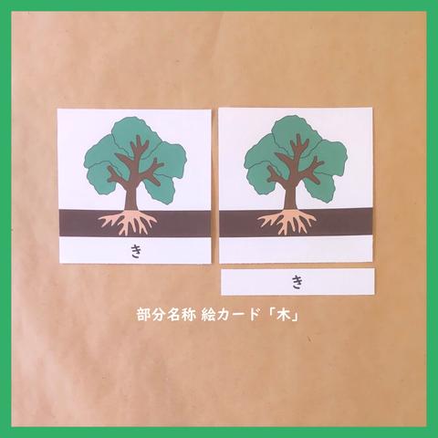 木の部分名称の絵カード★モンテッソーリの文化教育