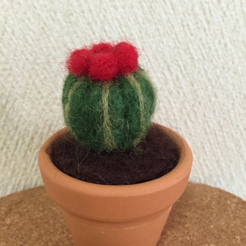 花さく羊毛サボテン