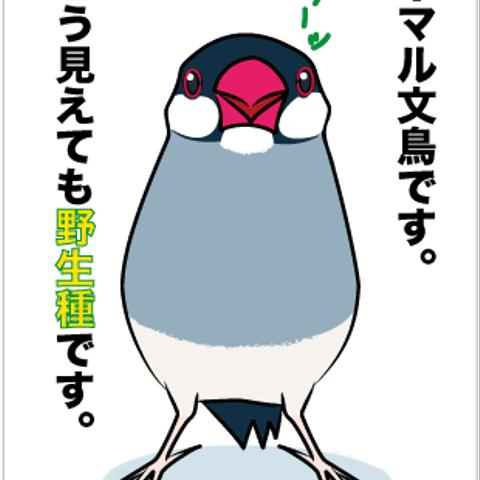 ポストカード　ノーマル文鳥さん