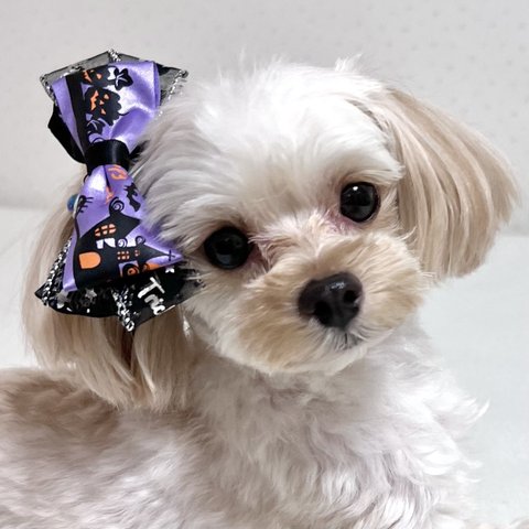 【犬用】ハロウィン　犬リボン　ハロウィン柄　パープル　JDバレッタ　コウモリ　ヘッドドレス　犬お揃い　魔女