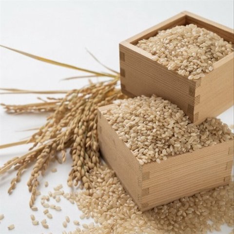 令和5年度玄米🌾長崎県認定特別栽培米にこまる2㎏🌾宮下さんちのおいしいお米