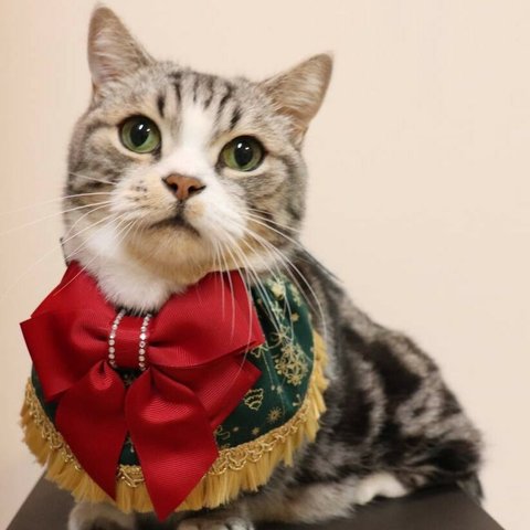猫服　ケープ　クリスマスベル