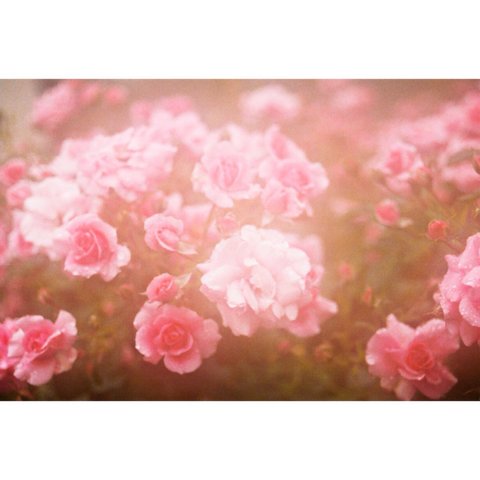 【写真のある部屋】フィルムレトロな薔薇 ☆ポストカードサイズ