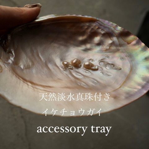 天然淡水真珠付きイケチョウガイaccessory tray水晶サザレ付き