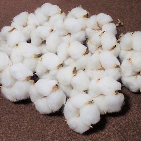 送料無料「 綿花 」 白綿 20個 ドライフラワー　自然乾燥中 クリスマス ツリー リース テラリウム 素材 花材に　コットンフラワー