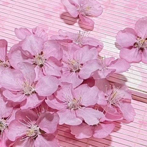 macoronのお花畑で咲いた美しい濃い目ピンクの「河津桜」のドライフラワー30 冠‼️