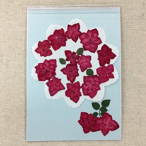  NO.337 ローズレッドの薔薇咲き風八重紫陽花／押し花素材