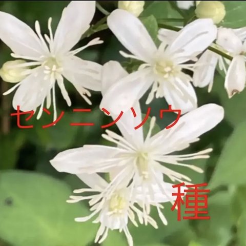 【仙人草センニンソウ】種子　日本のクレマチス原種山野草宿根草ツル無農薬