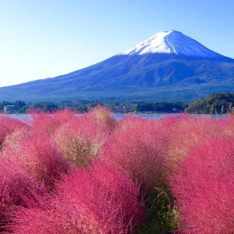 世界遺産 富士山とコキア3 写真 A4又は2L版 額付き