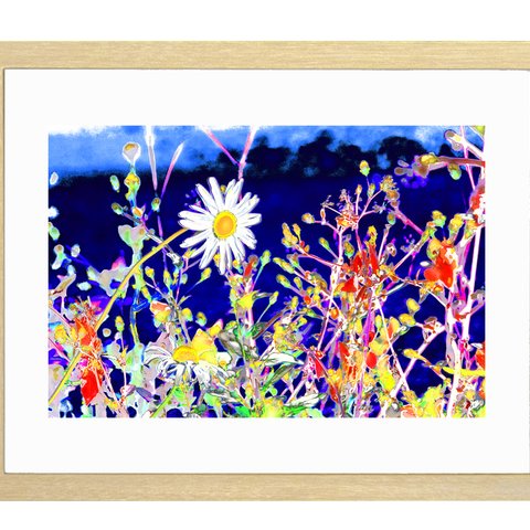 秋に咲くマーガレット　写画（写真画）ジーグレープリント　210mm × 297mm