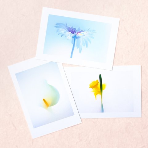 水彩画のような花のポストカード3枚セットB〜ガーベラ・カラー・ラッパスイセン〜