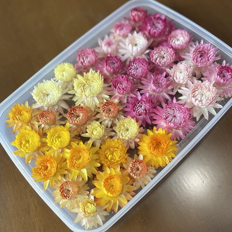 ヘリクリサム　帝王貝細工　ピンク　きいろ　38輪　花材　　ドライフラワー　