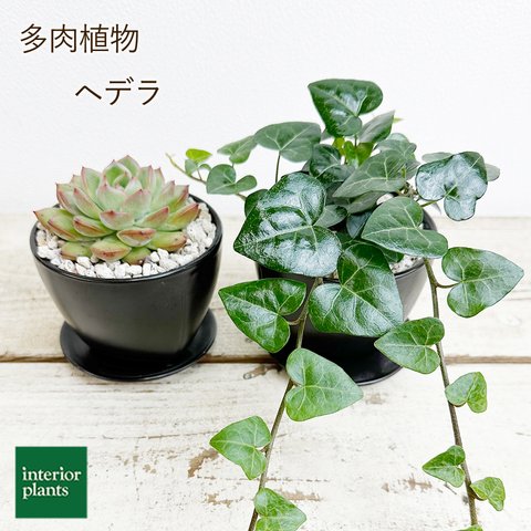 ★【NEW】多肉植物　ヘデラ サーク 　2個セット★