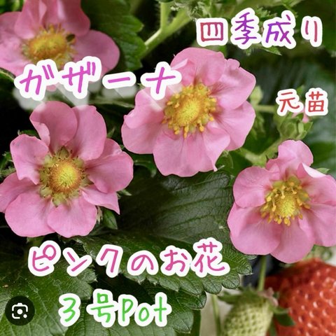 四季成り　いちこ　ガザーナ　苗　元苗　３号Pot ピンクのお花 強健　育てやすい