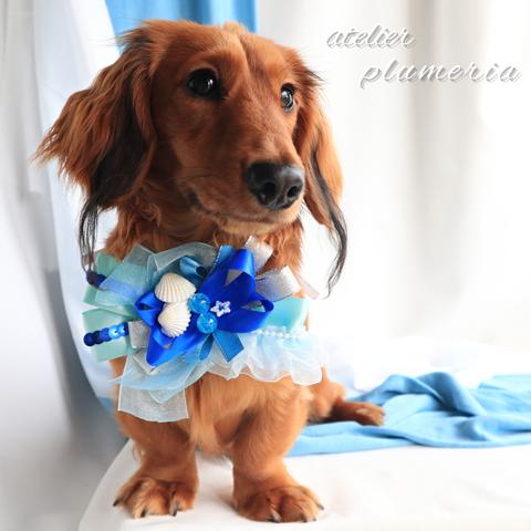 鮮やかブルーの夏の海辺チョーカー💙～ワンちゃん ネコちゃん用～  犬用チョーカー 　真夏のチョーカー　 