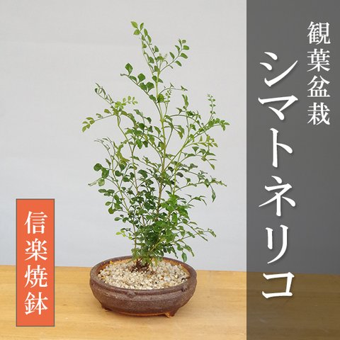 室内でも育てられます！光沢の葉が魅力【シマトネリコの鉢植え（信楽焼鉢）】