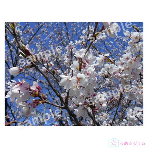 桜《sakura-009》　4200×3150（JPGファイル,300dpi）