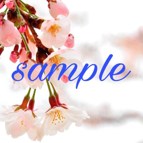 桜のポストカード③