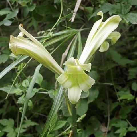 ウバユリの種