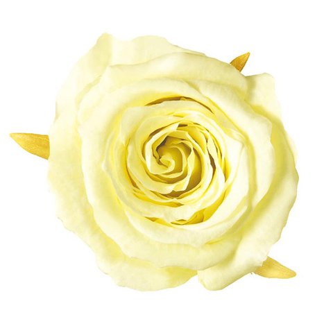 約2cm　パステルイエロー　黄色　プリザーブドフラワー 仕入れ時から細かいキズ、花びらなどにひび、割れなどがある物もございます。天然素材の特徴とどうぞご理解ください。